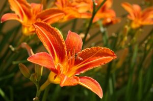 Daylily perennial flowers