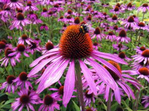 echinacea, coneflowers