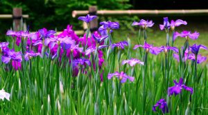 iris flower garden